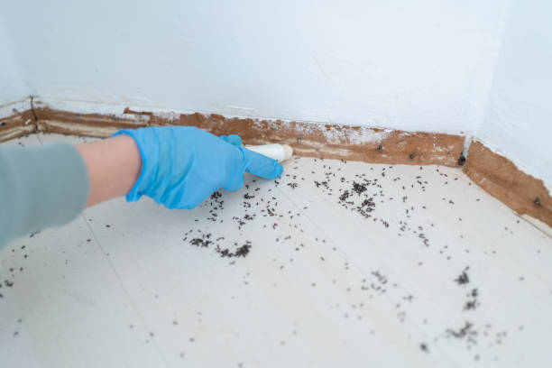 Best Wasp Removal Services  in Milford, IA